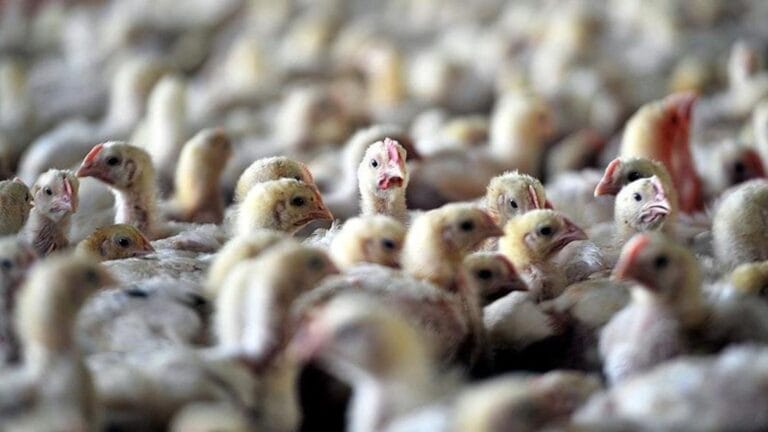 Bird Flu Cases on the Rise in Nepal: The Country's Only Zoo Closed