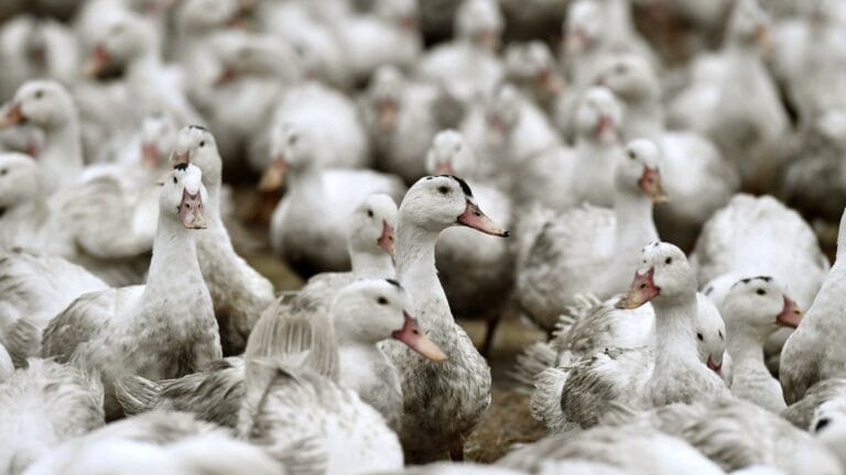 Kuş Gribi Teşhisi Avustralya’da da Görüldü: H5N1 Varyantı Artık Tüm Kıtalarda