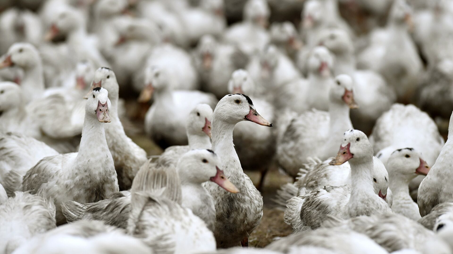 Kuş Gribi Teşhisi Avustralya’da da Görüldü: H5N1 Varyantı Artık Tüm Kıtalarda