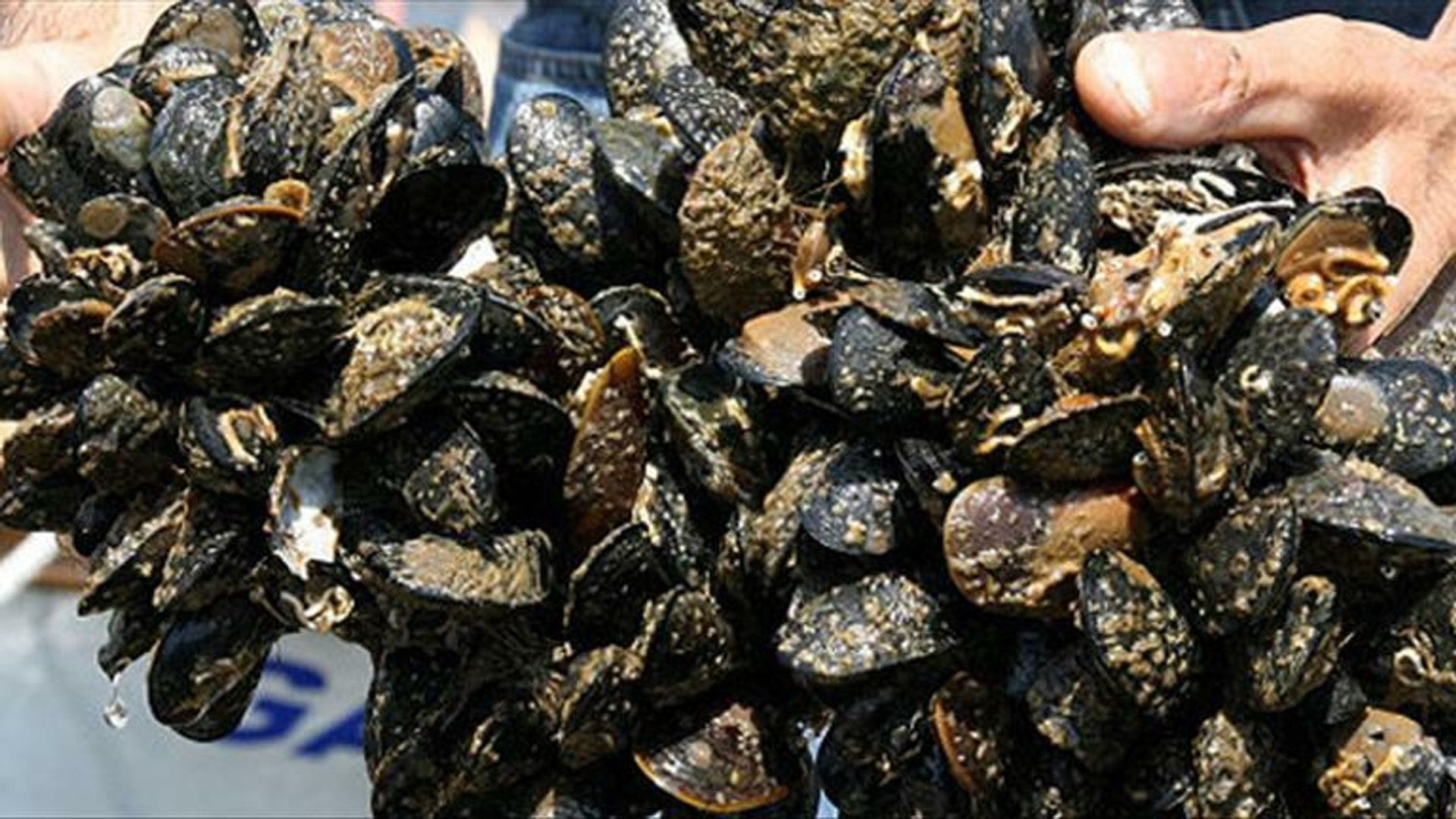 Manisa’da Yasadışı Midye Ele Geçirildi Manisa’da Yasadışı Midye Ele Geçirildi