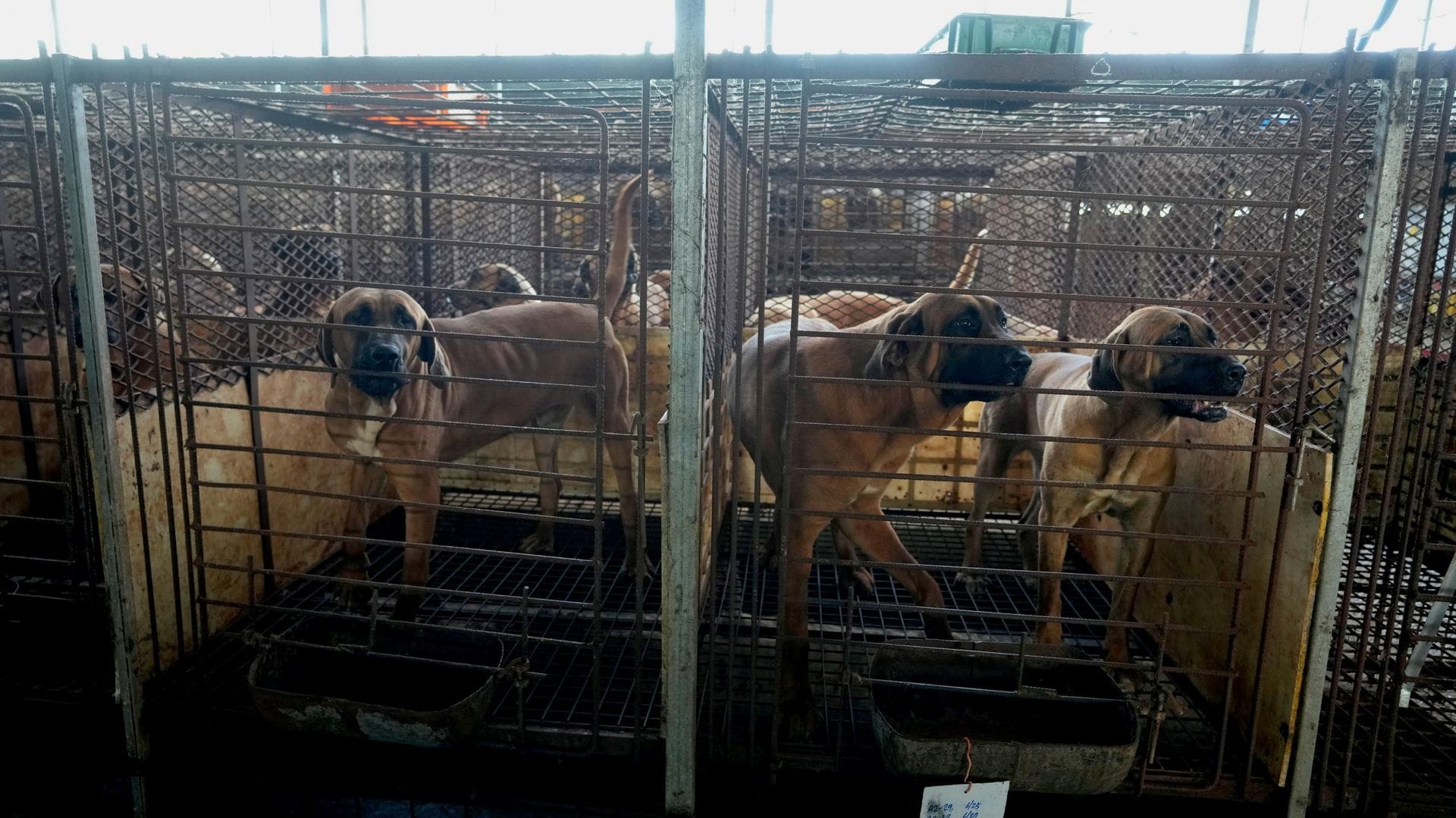 Güney Kore’de Köpek Eti Yasağı: Yüz Binlerce Köpeğin Akıbeti Belirsiz