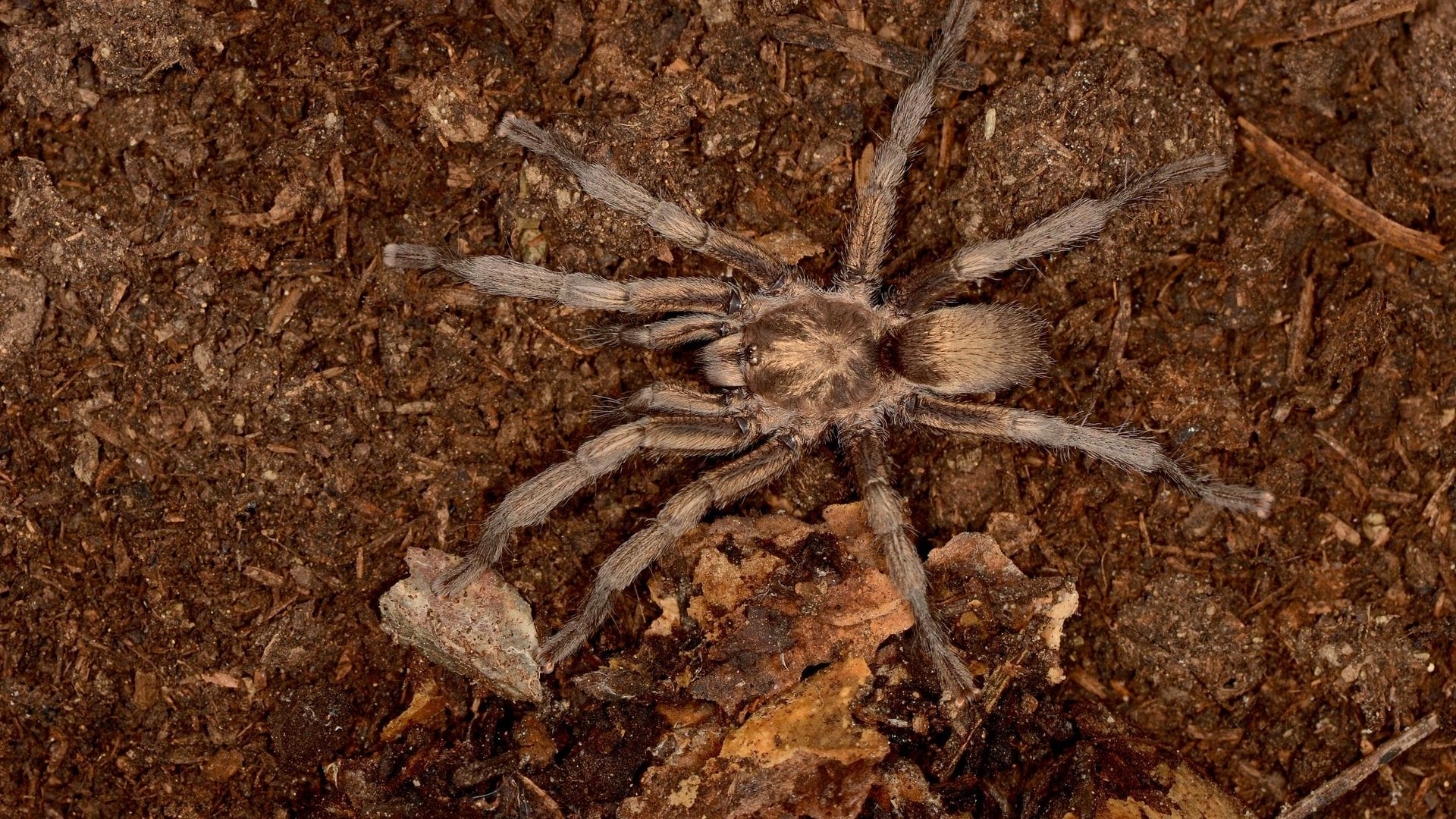 Ancient Tarantula from North Africa Now Part of Turkey's Fauna