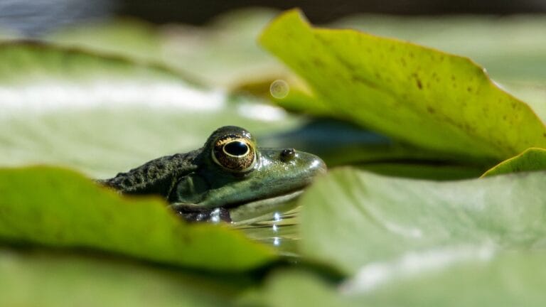 Japanese Researchers Discover Bacteria in Frogs That Can Fight Cancer