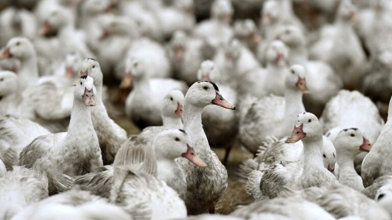 First Case of Bird Flu Confirmed in New Zealand