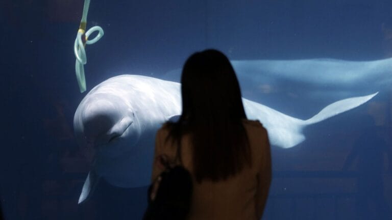 Rescue Operation Begins for 30 Beluga Whales Stranded at Marineland