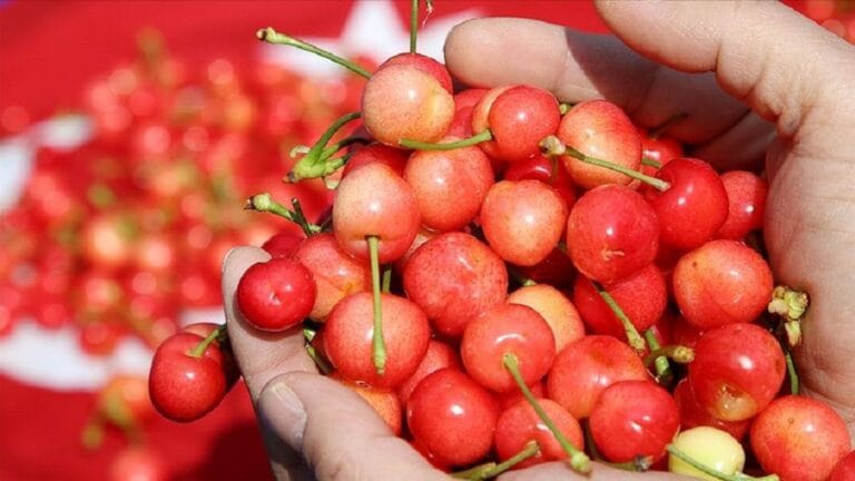 Elderly Man Dies After Eating Cherries