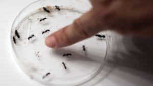 Michelin-Starred Restaurant Owner Faces Lawsuit Over 'Ant-Infused Dessert'
