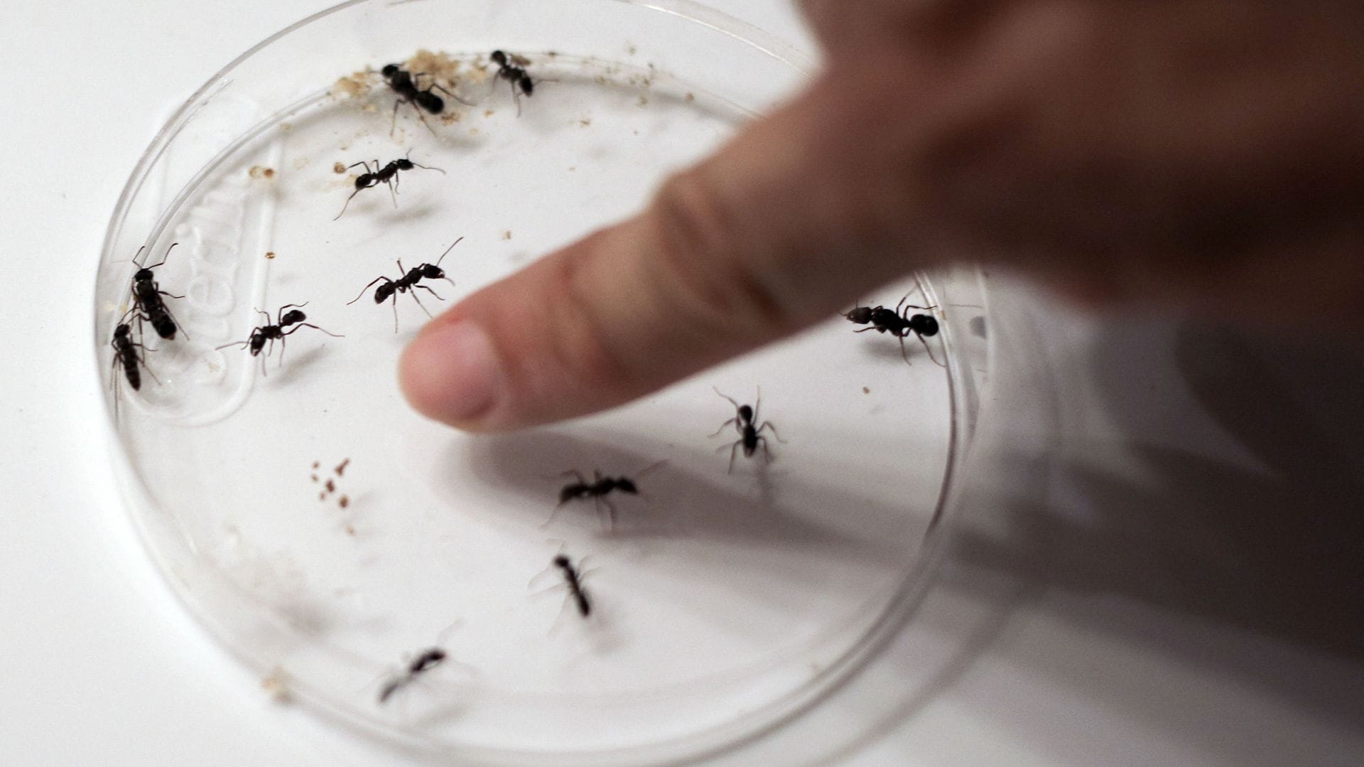 Michelin-Starred Restaurant Owner Faces Lawsuit Over 'Ant-Infused Dessert'