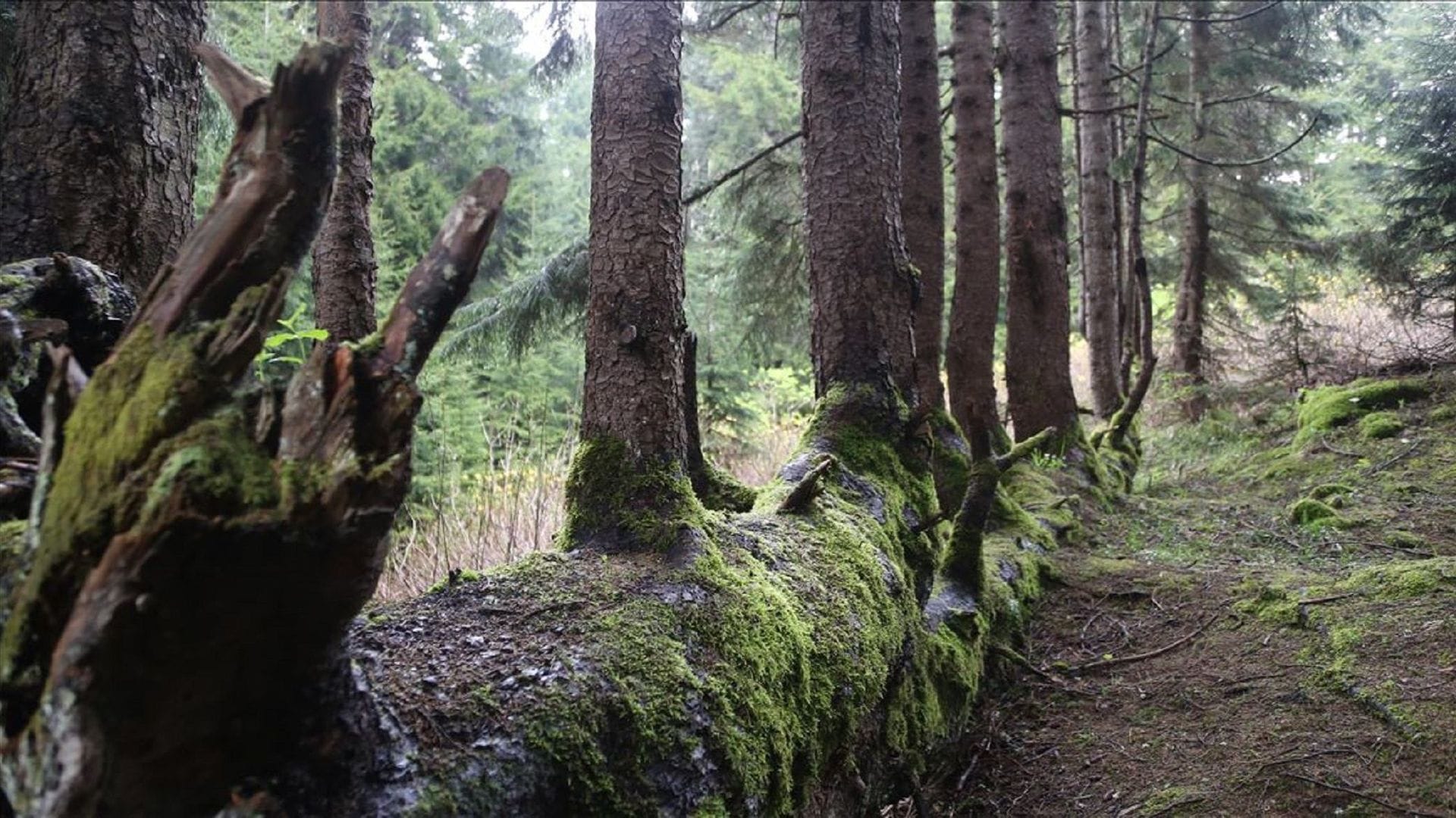 Study Questions Carbon Sequestration Capacity of Forests
