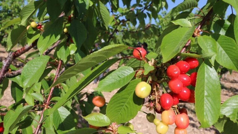 Loss of Lives After Eating Cherries: Another Tragic News
