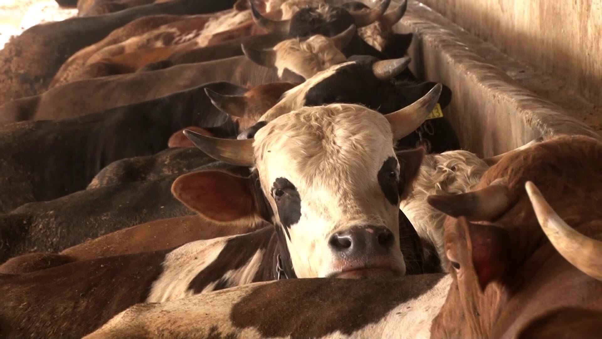 Ministry of Agriculture and Forestry Announces New Rules for Live Animal Slaughter