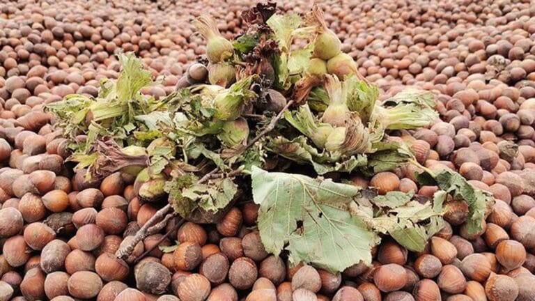 Giresun’da Fındık Hasadı İçin Beklenen Tarih Açıklandı
