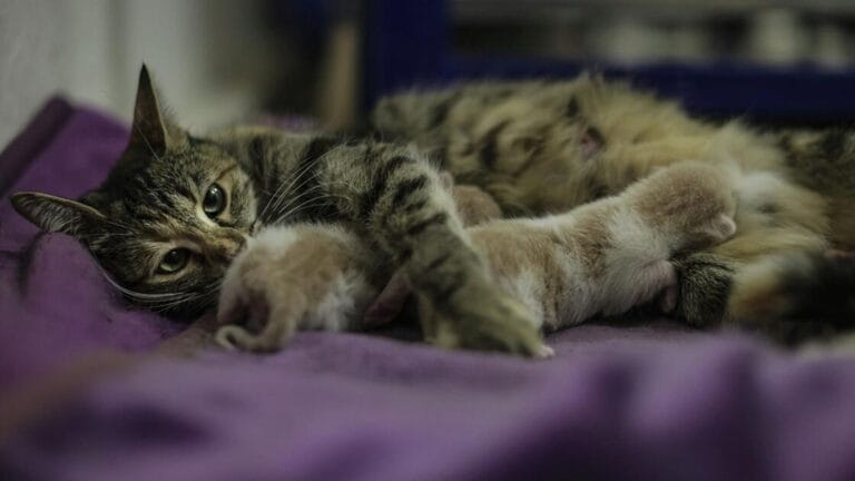 Court Decides Custody of 3 Cats Owned by Divorced Couple
