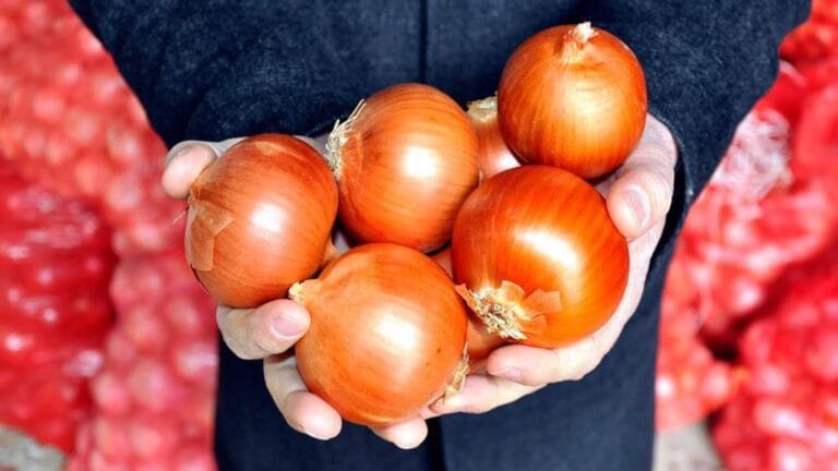 Customs Duty on Dried Onions Reduced to 5% Until August 31