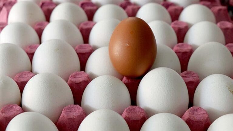ABD’de Milyonlarca Yumurta Salmonella Tehlikesi Nedeniyle Geri Çağrılıyor