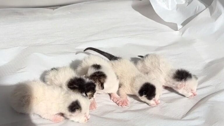 Çöp Konteynerinde Bulunan Kedi Yavruları Temizlik İşçileri Tarafından Kurtarıldı