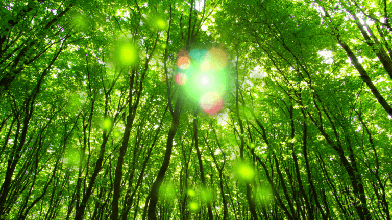 When Will the Earth's Last Green Day Arrive?