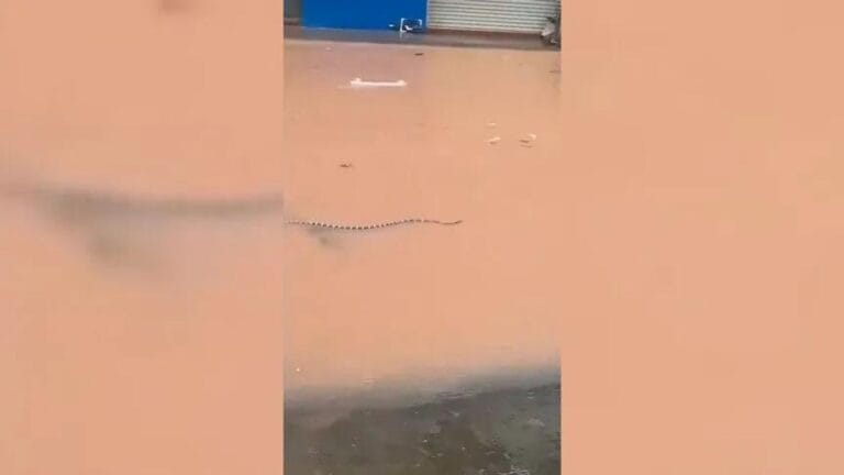Snake Invasion After Floods in China: State of Emergency Declared