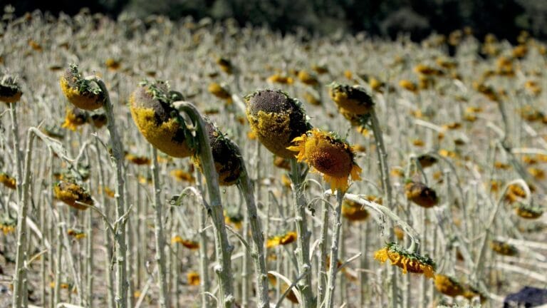 Hailstorm Devastation in Tekirdağ: Sunflower and Watermelon Fields Destroyed