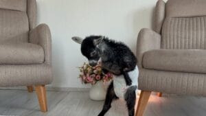 Doğuştan Yürüme Engelli Keçi Yavrusu Çiftin Evladı Oldu