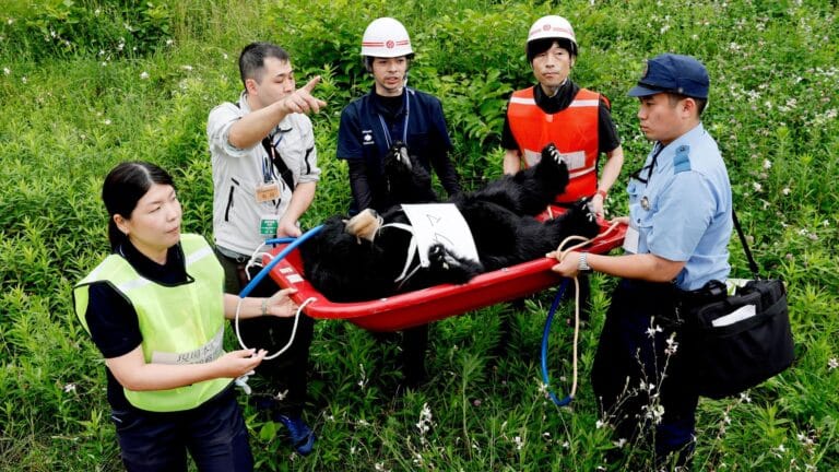Japan's Bear Problem Continues with Shocking Encounter