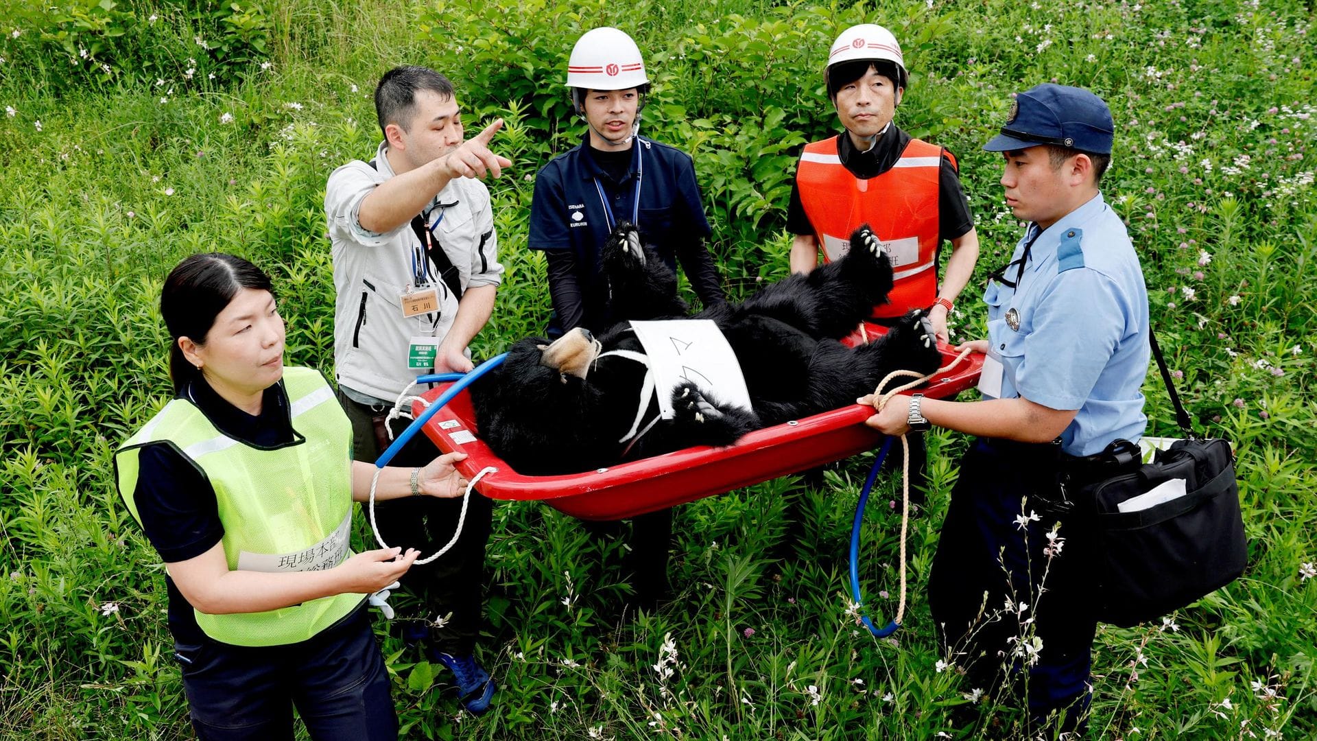 Japonya’nın Ayı Sorunu Sürerken Şok Karşılaşma