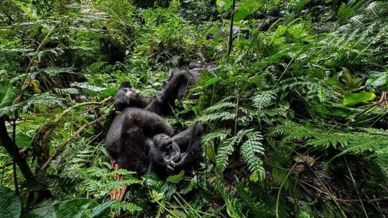Discovery in the Rainforest: Scientists Uncover a New Species of Monkey