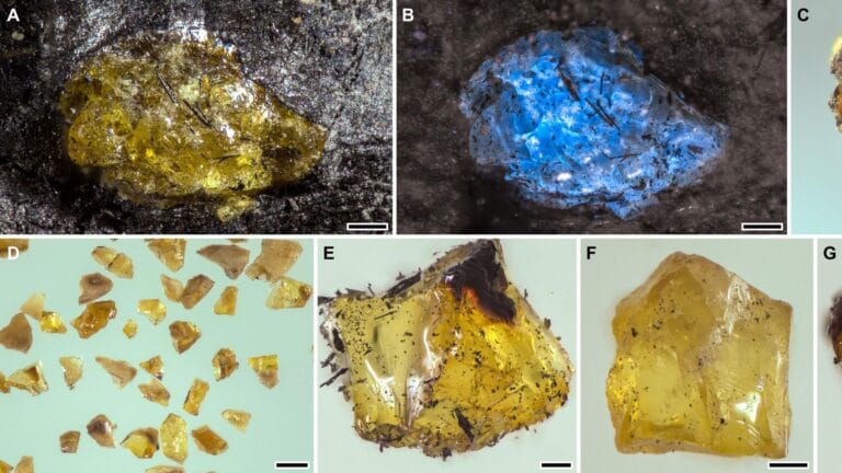 The World's Oldest Amber Discovered: Dating Back 385 Million Years