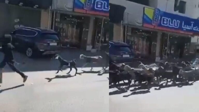 Batı Şeria’da Filistinlilerin Keçileri Çalındı