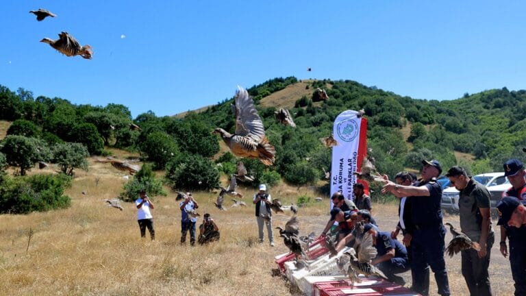 Sivas’ta Yeni Bir Girişim: Keneyle Mücadele İçin 500 Kınalı Keklik Doğaya Salındı