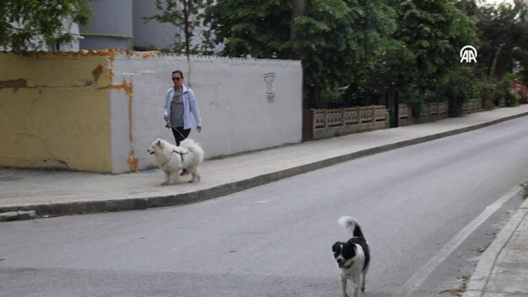 Trafik Kazasında Ölen Köpeğin Ailesi Mahkeme Kararıyla Tazminat Kazandı