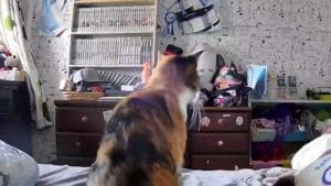 Did the Cat in Japan Sense the Earthquake Before It Happened?