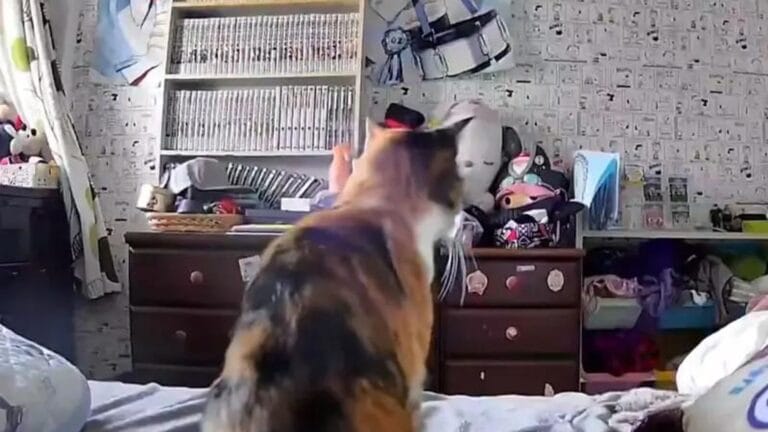 Japonya’da Kedi Depremi Önceden Hissetti Mi?