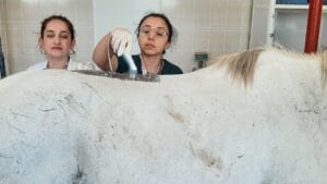 Champion Racehorse Undergoes Physical Therapy