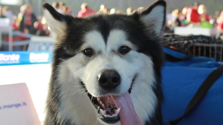 Köpeklerin Duygu Anlama Becerisi İnsanlarınkine Benzer