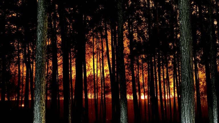 The Secret to Preventing Forest Fires: The 30-30-30 Rule