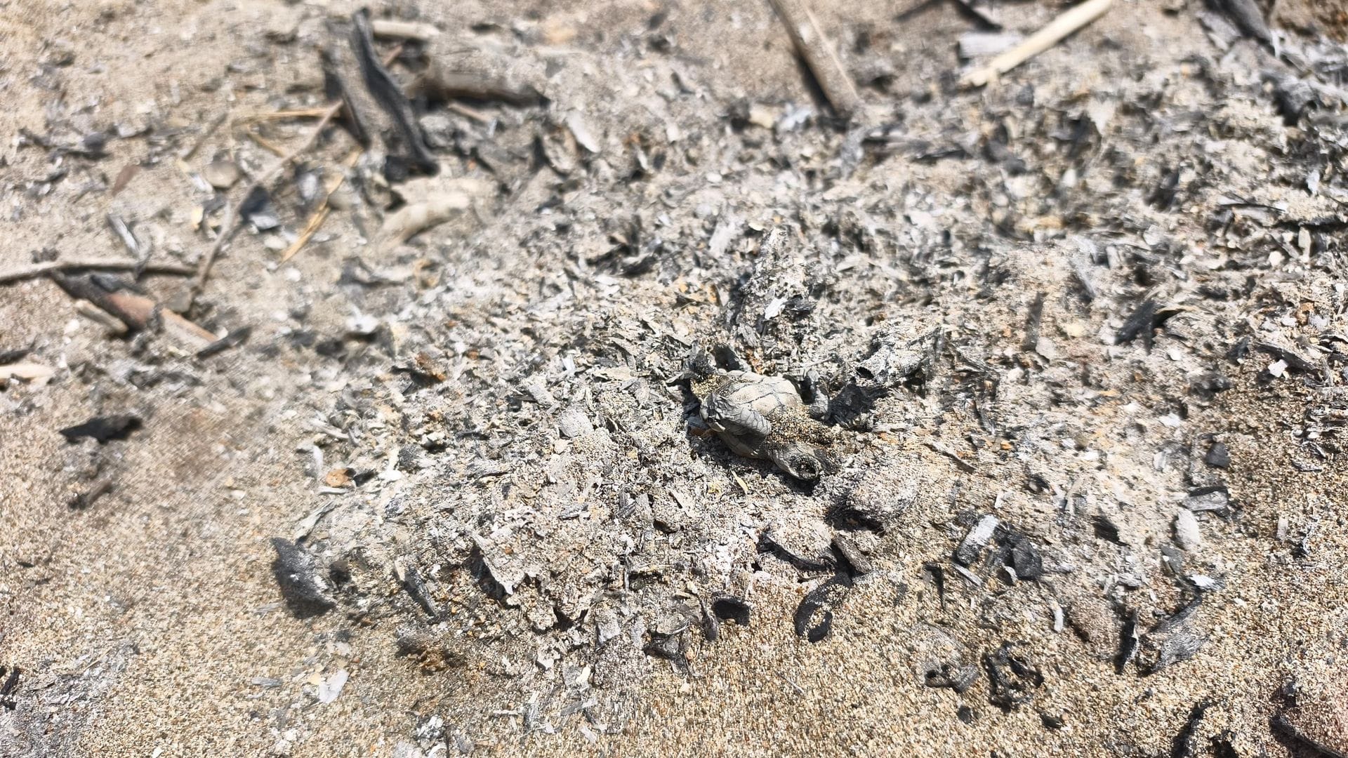 Denize Yönelirken Ateşte Yanan Caretta Caretta Yavrusu Yaşamını Yitirdi